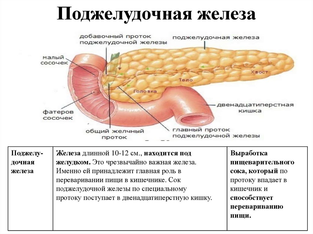 В тонкую кишку открываются протоки