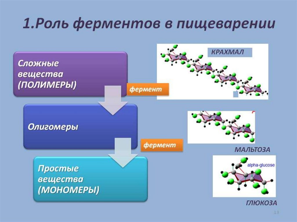 Презентация ферменты пищеварительной системы