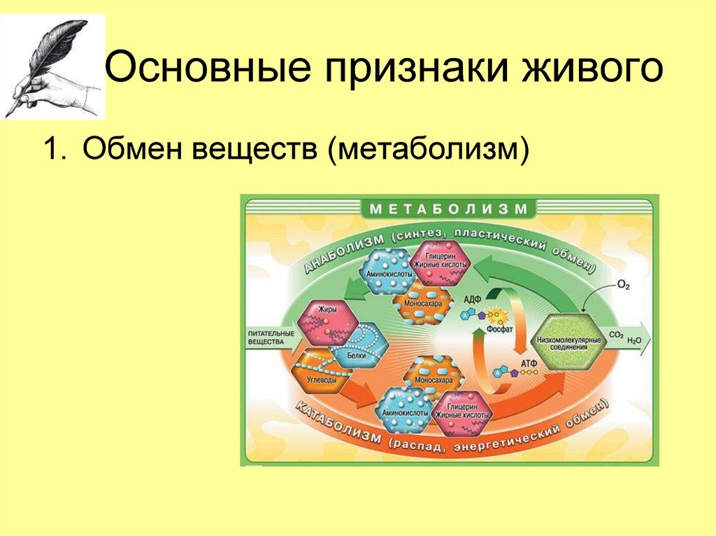 Признаки живых существ 2 класс схема