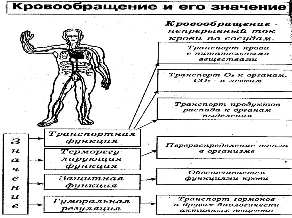 Человек как система схема