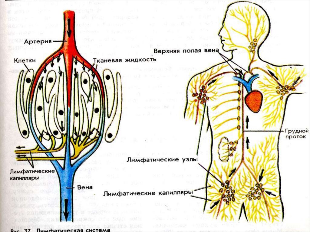 Лимфатическая система рисунок