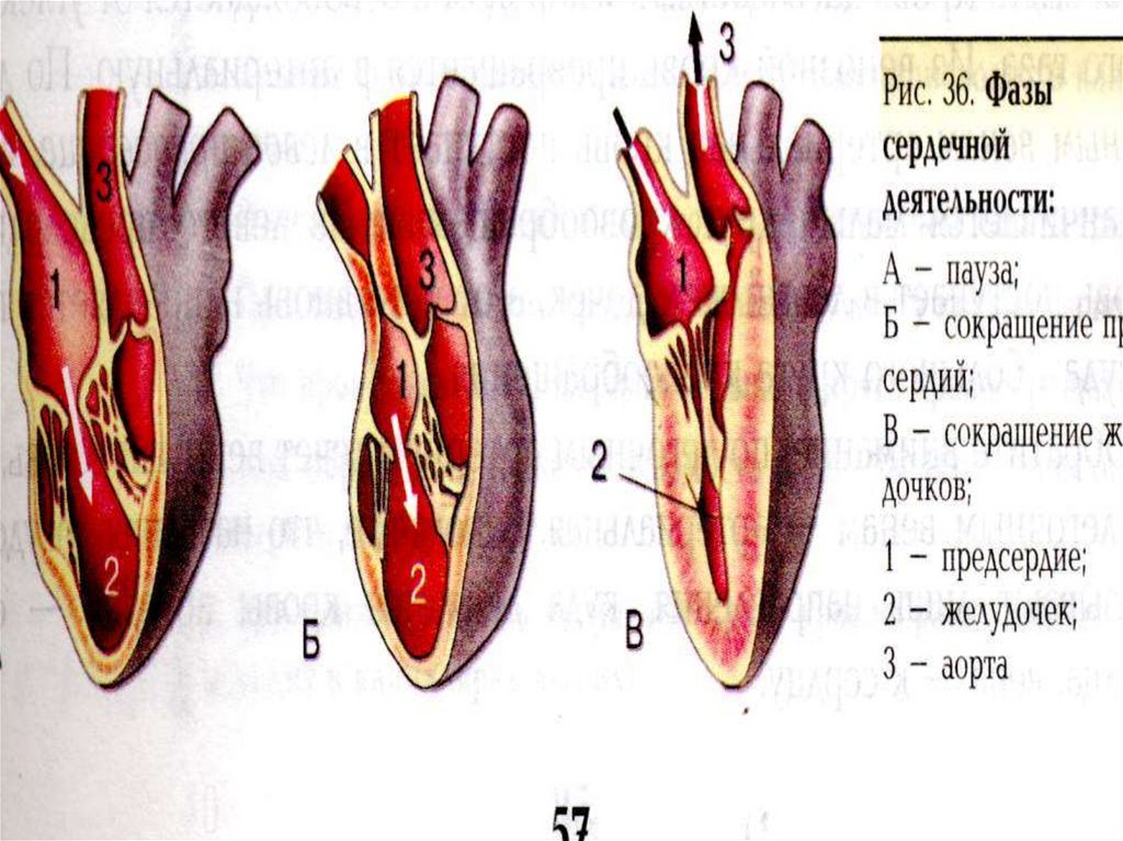 Фазы сердечной деятельности рисунок