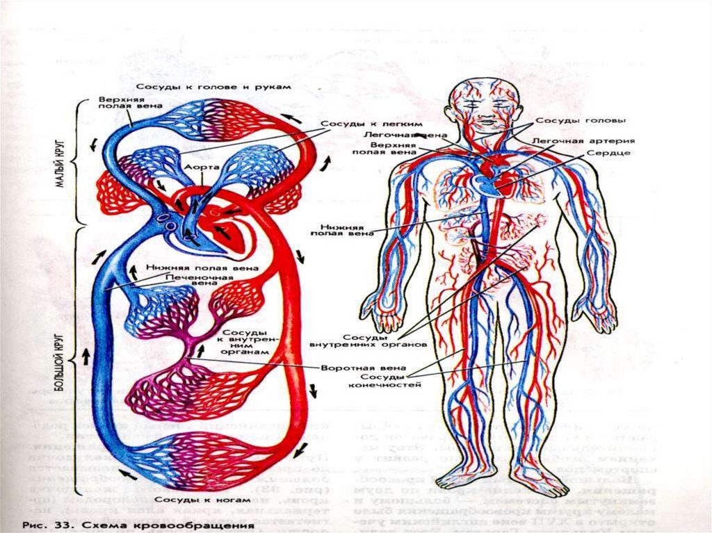 Кровеносная система на рисунке