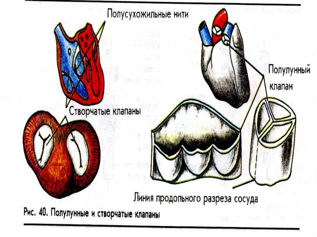 Для вен характерны полулунные клапаны