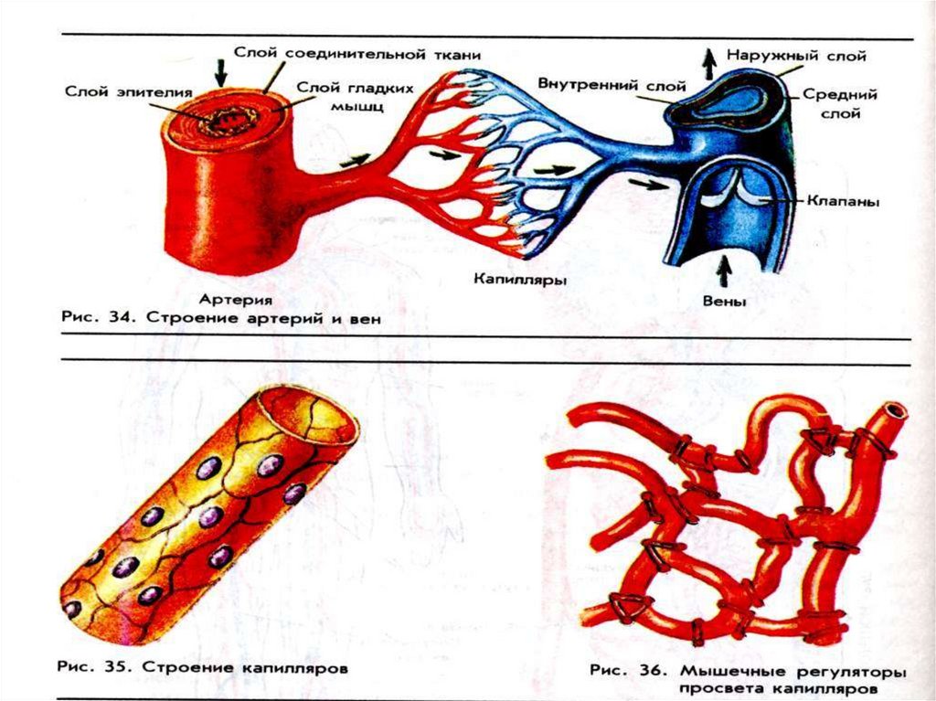 Схема артерий и вен
