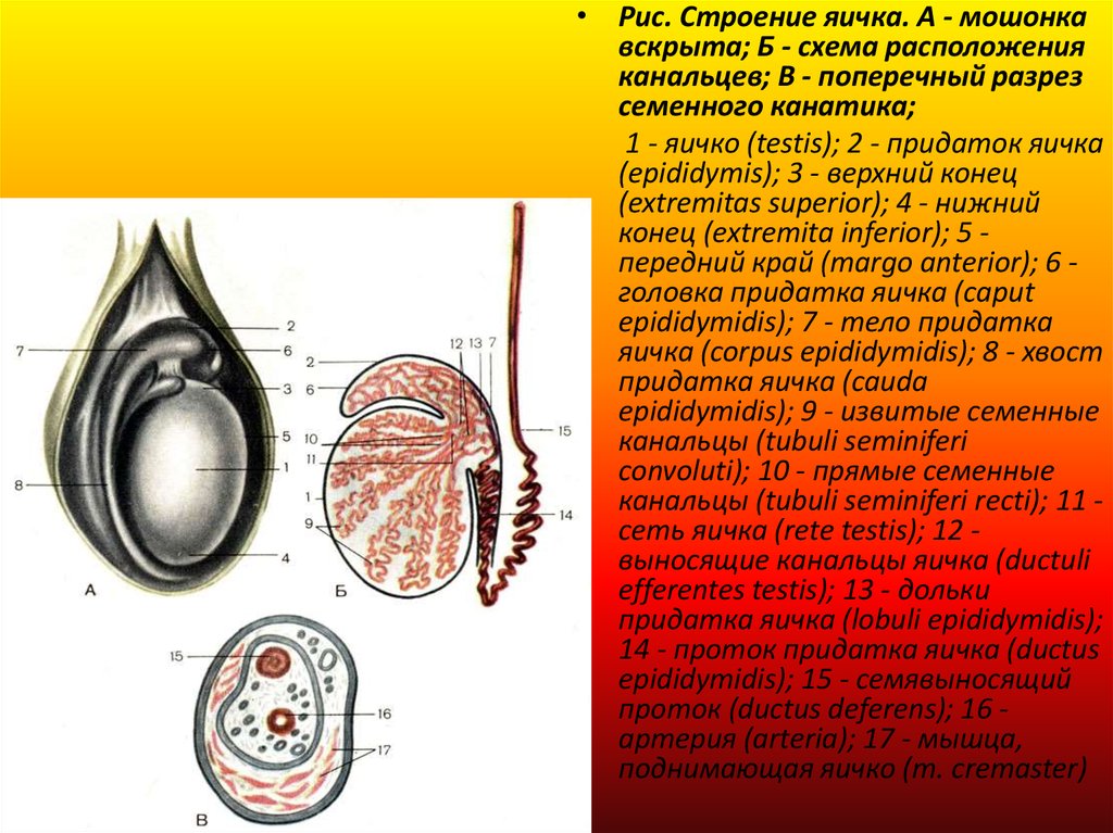 Яичко 7. Придаток яичка анатомия. Строение придатка яичка. Схема строения семенника. Строение мошонки.