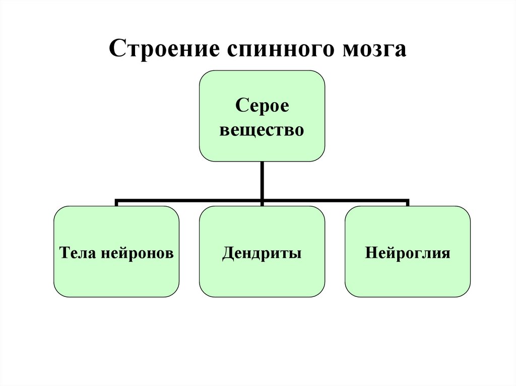 Строение спинного мозга