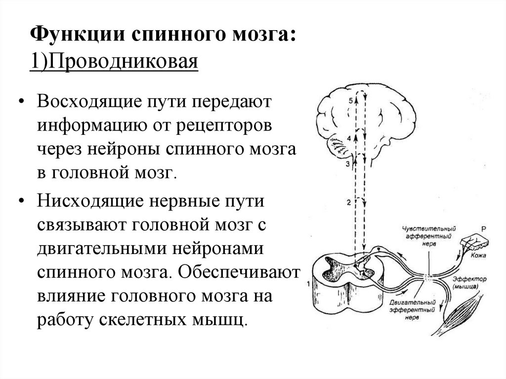 Функции спинномозгового мозга. Проводниковая функция спинного мозга. Проводниковые пути спинного мозга схема. Проводная функция спинного мозга. Проводниковой функции спинного мозга осуществляется.