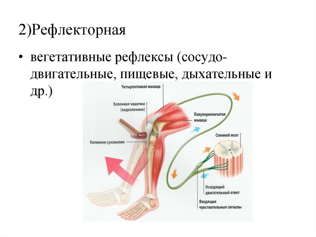 2)Рефлекторная