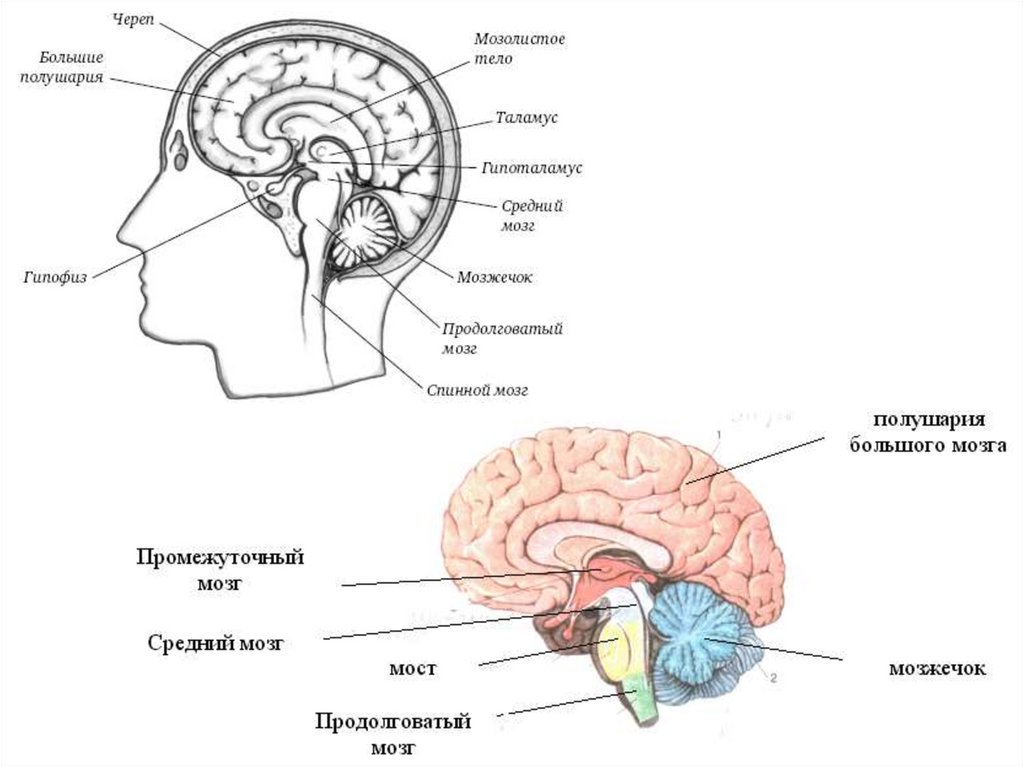 отдел мозга гомеостаз. расположение отделов головного мозга. отдел мозга гомеостаз. нервный центр поддержания гомеостаза. отделы головного мозга средний мозг.