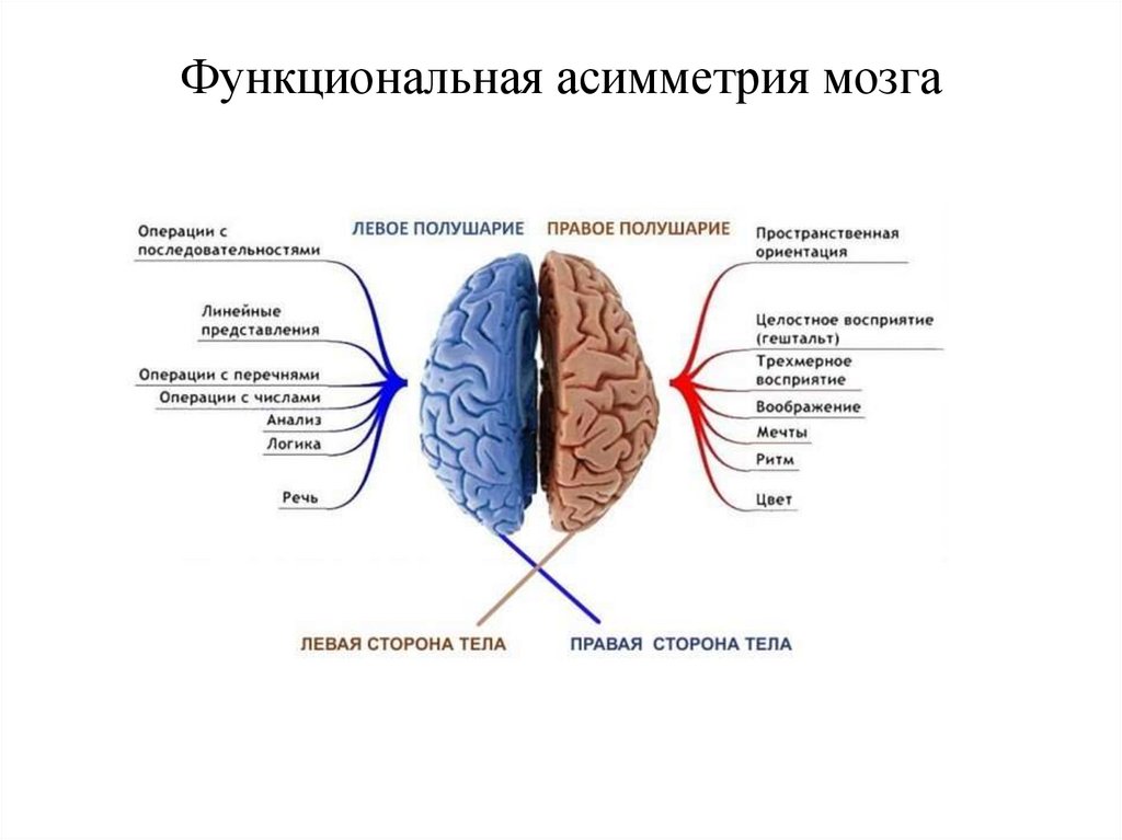 Какие функции выполняет полушария мозга. Теория функциональной асимметрии полушарий. Основные функции полушарий. Функции асимметрия больших полушарий головного мозга. Функциональная асимметрия полушарий головного мозга человека..