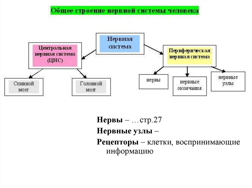 Структура нервной системы. Структура нервной системы схема. Общая схема нервной системы человека. Каково строение нервной системы человека 5 класс ОБЖ. Строение и функции нервной системы схема.