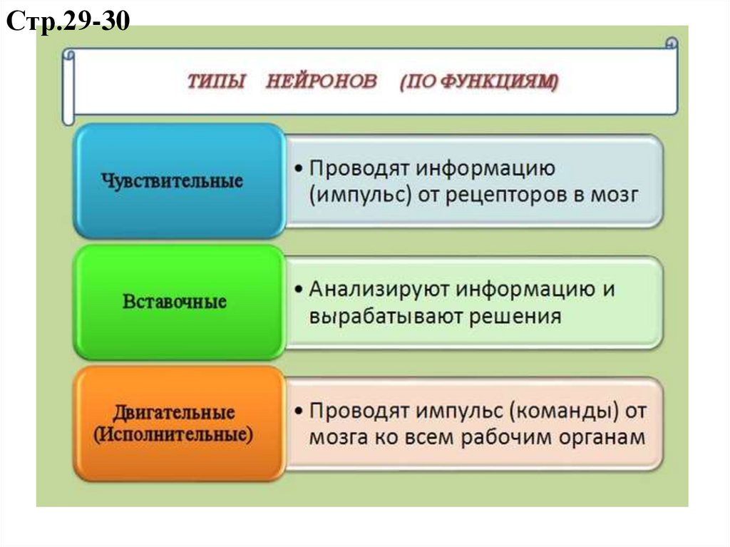 Презентация по биологии 9 класс 8 вид нервы