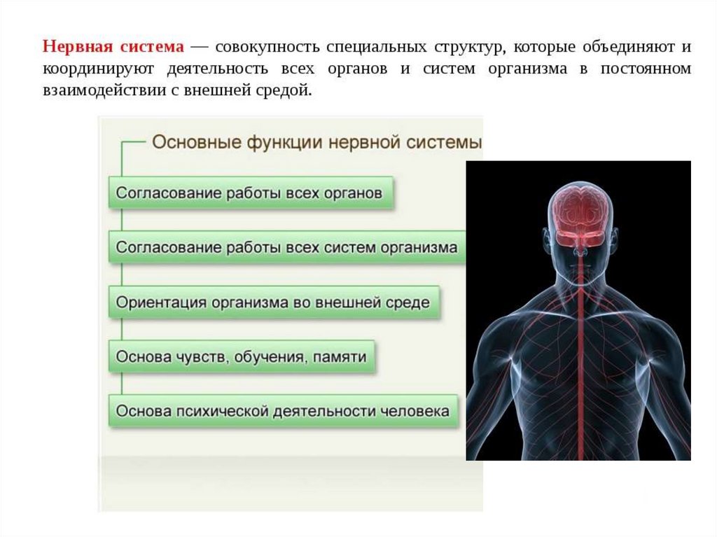 Роль нервной системы. Нервная система человека гомеостаз. Гомеостаз человека и автономная нервная система. Нервная система участвует в гомеостазе. Функции нервной системы из внутренней среды.