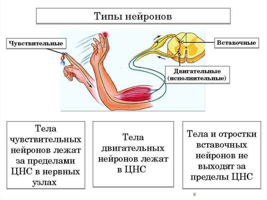 Буквой б на рисунке обозначен вставочный нейрон чувствительный нейрон