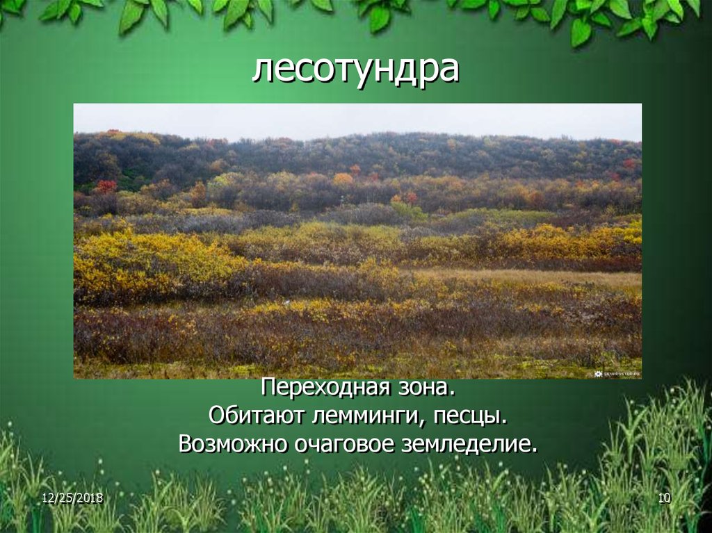 Переходные зоны россии. Лесотундра природная зона. Природные зоны России лесотундра. Растения лесотундры. Загадки про лесотундру.