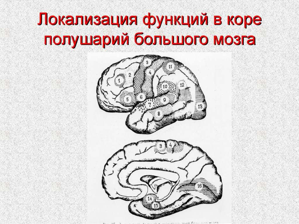 Локализация функций головного. Локализация функций в коре полушарий мозга. Локализация функций в коре полушарий большого мозга. Динамическая локализация функций в коре конечного мозга.