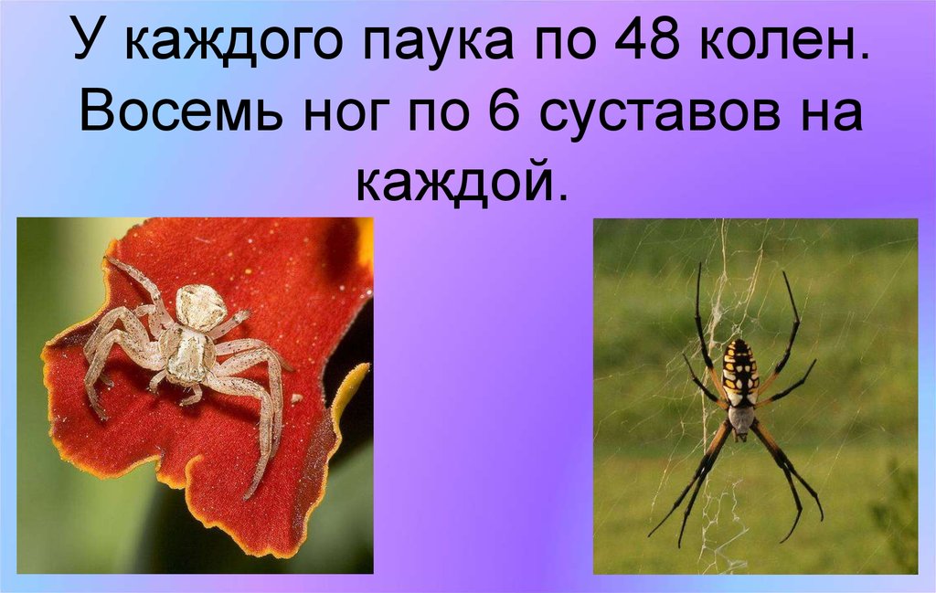 У жуков и пауков 8 ног. Восемь ног у паука. Сколько ног у пауков. Сколько коленей у пауков. Колени у пауков.