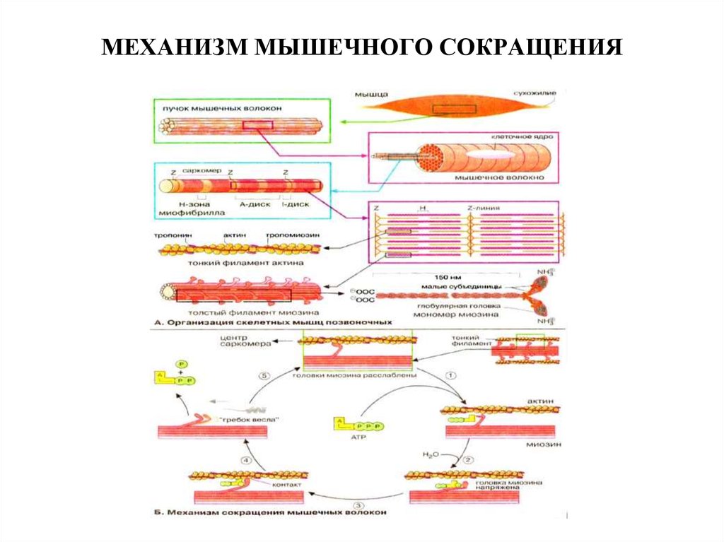 Презентация механизм сокращения мышечного волокна т система мышечного волокна