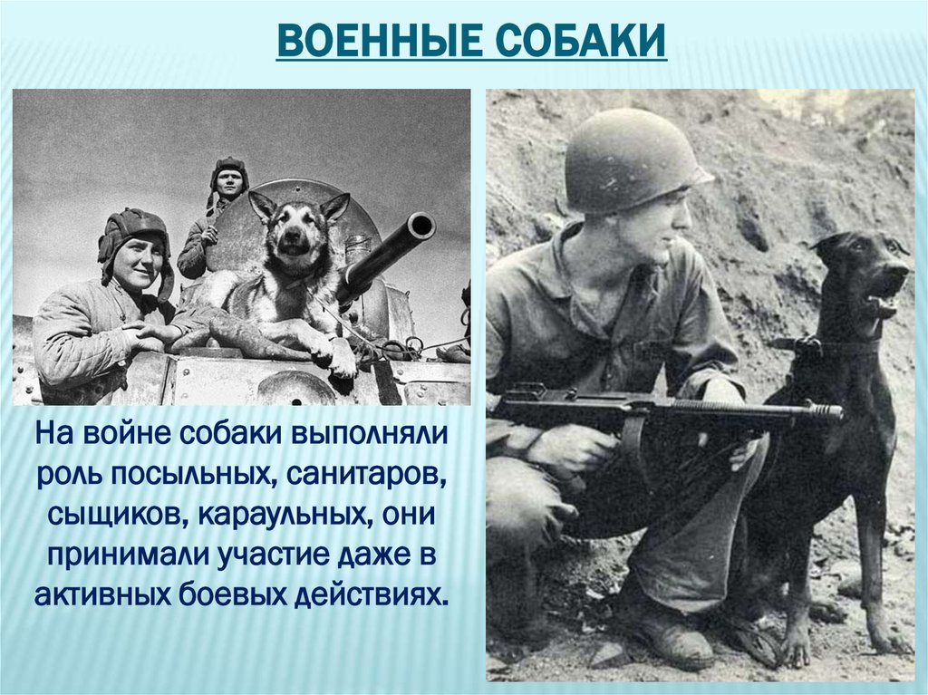 Собаки на войне фото с описанием