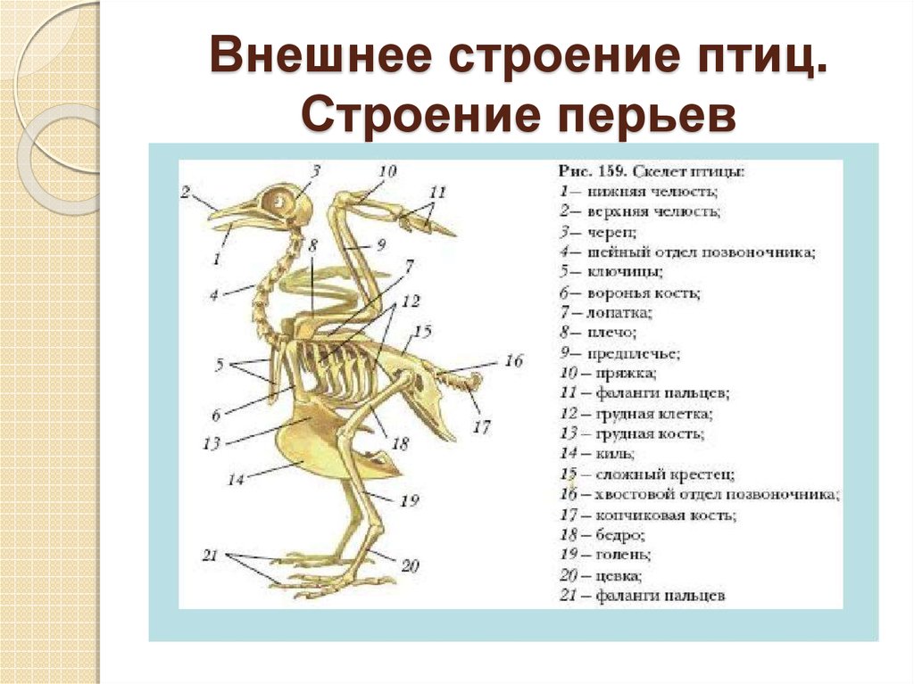 Сделайте вывод об особенностях строения скелета птиц