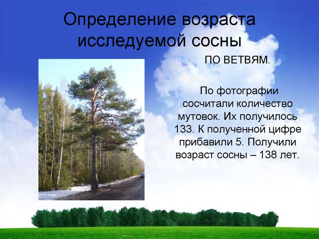 Сосна высота. Определение возраста сосны. Как узнать Возраст сосны. Примерный Возраст сосны. Определение возраста сосны по мутовкам.