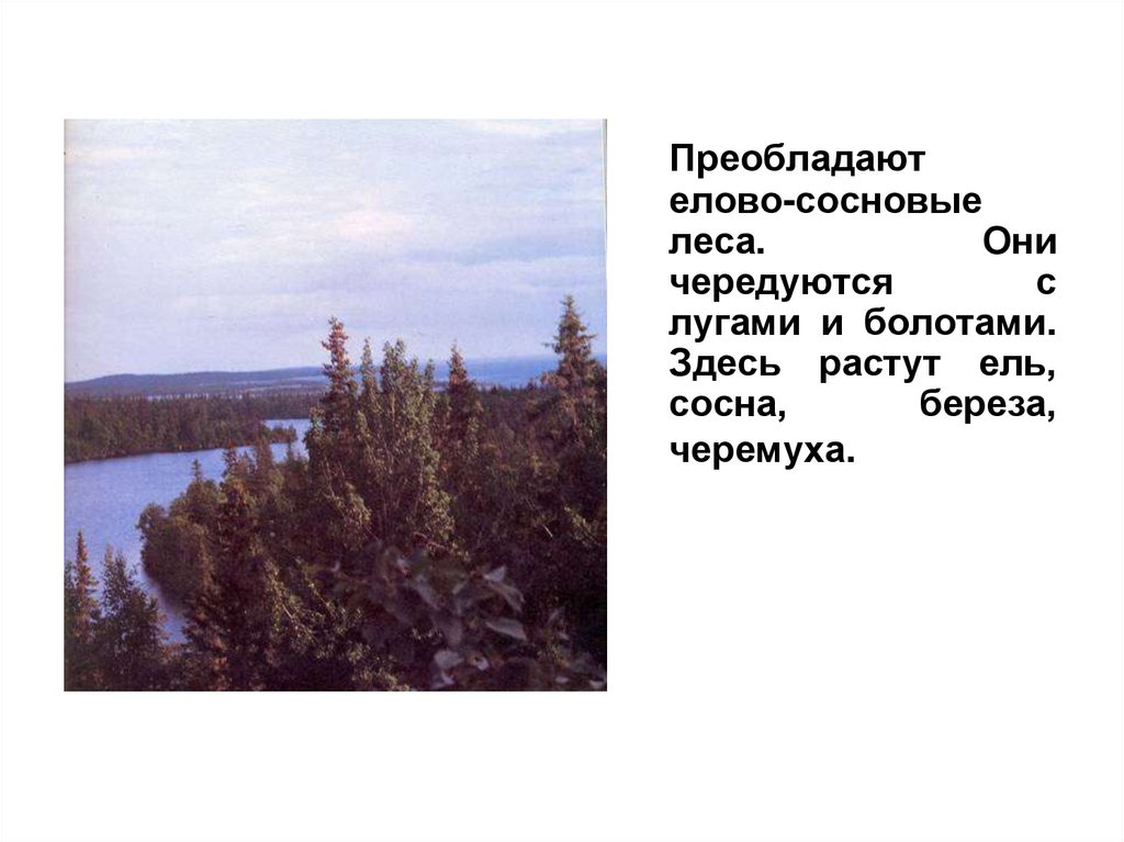 Здесь росли. На лугу растет ель?. Елово Сосновый лес обозначения на карте.