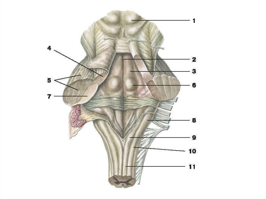 Каким номером на рисунке обозначен продолговатый мозг. Бугорки тонкого и клиновидного ядер. Продолговатый мозг средние ножки мозжечка. Продолговатый мозг строение ядер анатомия.