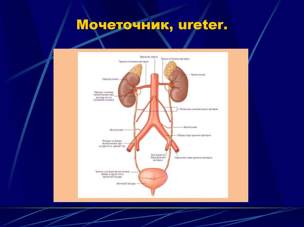 Синтопия мочеточника. Анатомия мочевыделительной системы на латинском. Мочевыделительная система латынь. Выделительная система анатомия латынь. Мочеточник строение латынь.