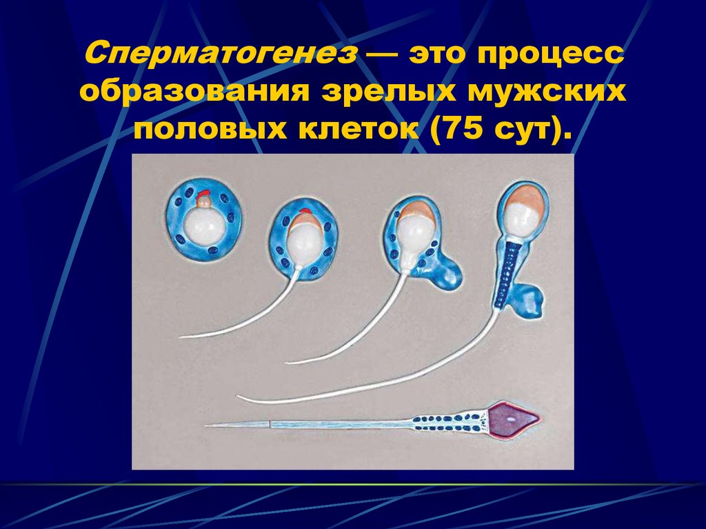 Процессы образования мужских и женских половых клеток