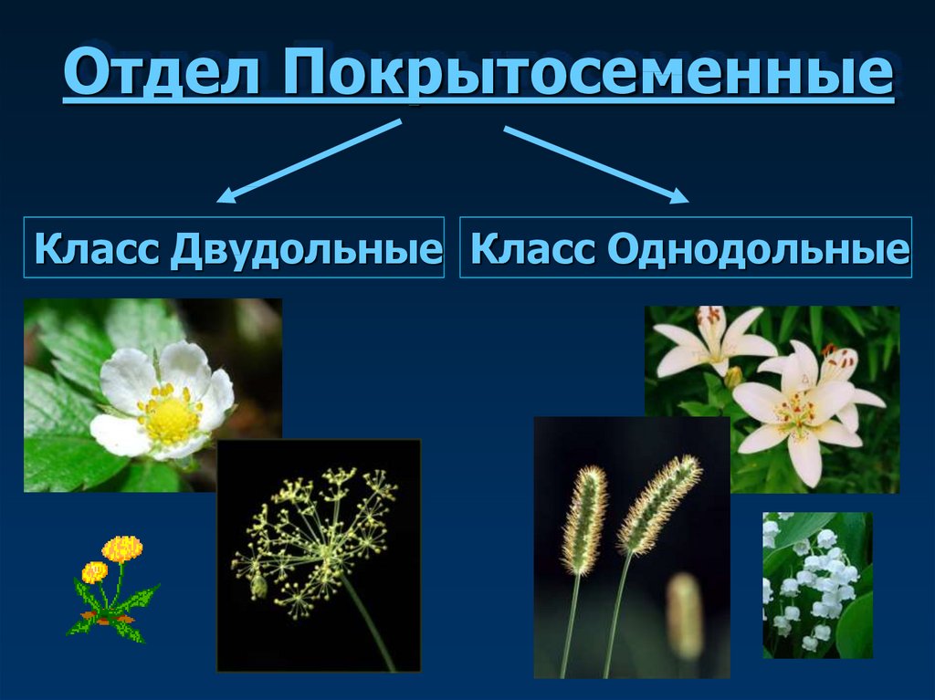 Покрытосеменные растения относятся к высшим. Покрытосеменные Однодольные и двудольные. Однодольные цветковые растения. Двудольные цветковые растения. Покрытосеменные растения класс Однодольные.