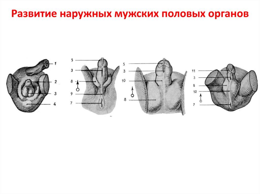 Наружный половый органы. Формирование половых органов. Развитие мужских половых органов. Развитие наружных женских половых органов. Аномалии развития наружных женских половых органов.