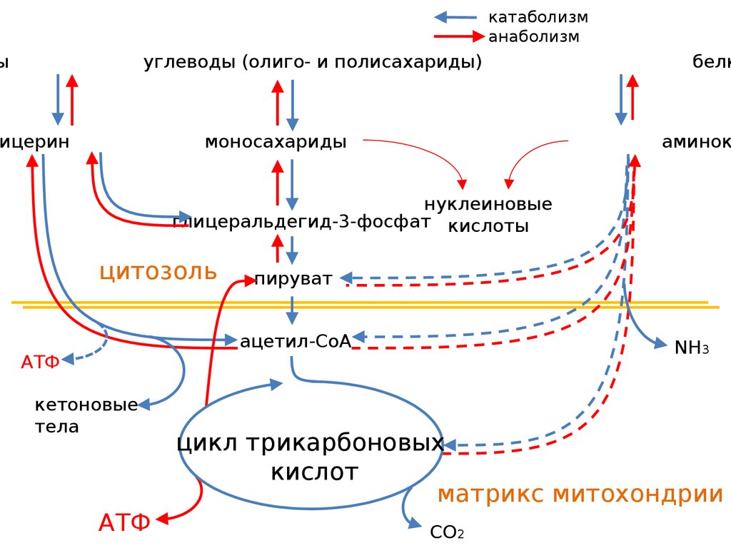 Цикл кребса в митохондриях. Цикл Кребса презентация. Холестерин цикл Кребса. Мембрана цикл Кребса.
