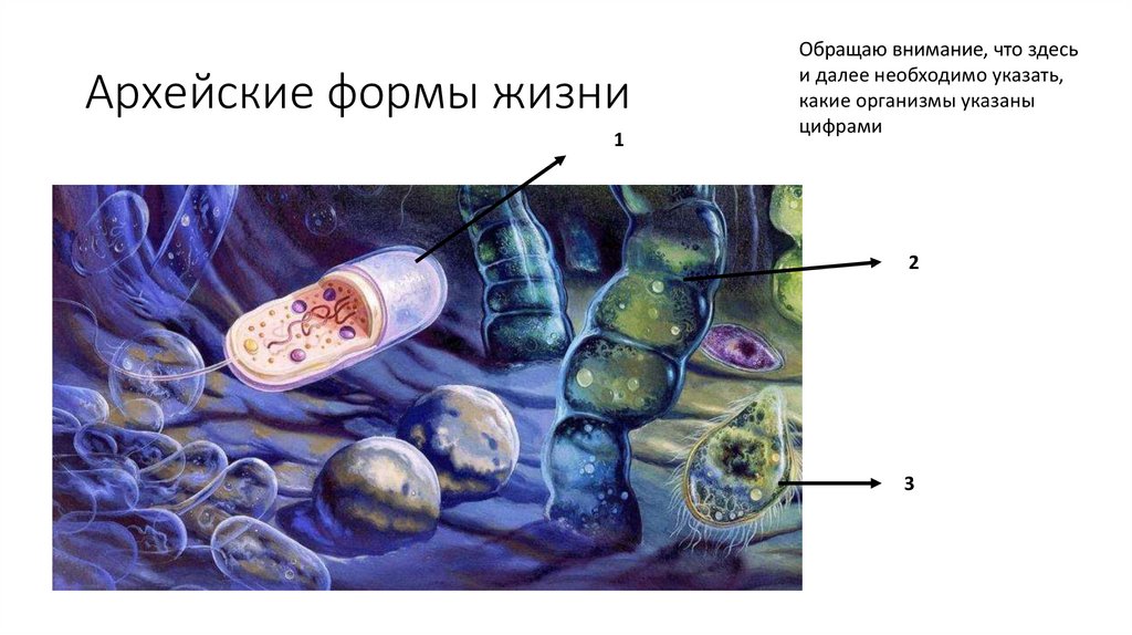 Первые формы жизни