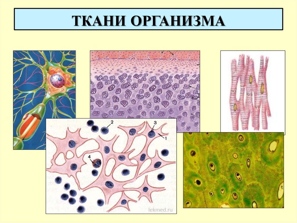 Группы тканей животных. Типы тканей биология 8. Ткани анатомия. Ткани живых организмов.