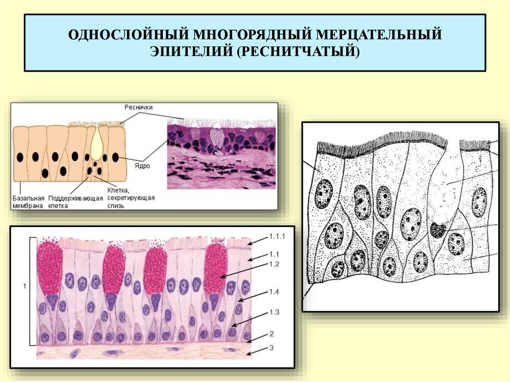 Однослойный эпителий. Однослойный многоядерный мерцательный эпителий строение. Многорядный цилиндрический мерцательный эпителий. Покровный однослойный многорядный мерцательный эпителий. Однослойный цилиндрический эпителий с ресничками.