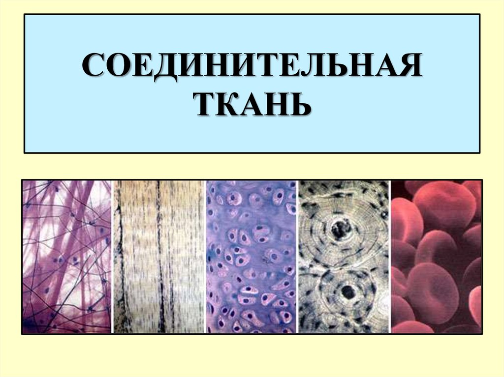 Соединительная ткань рисунок 8 класс