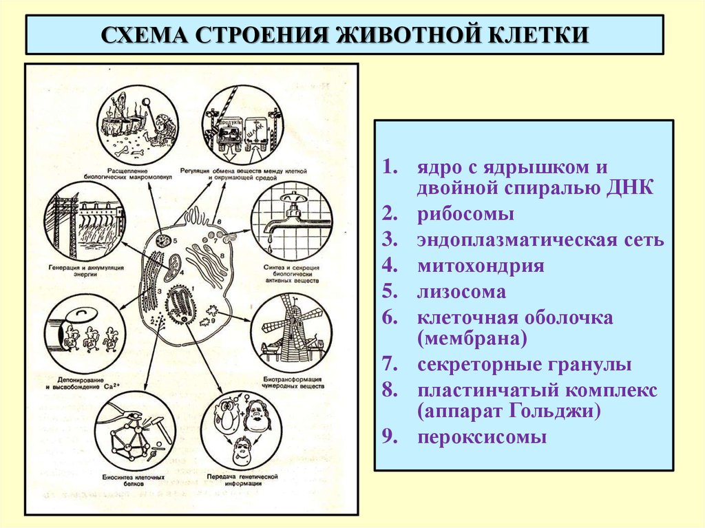 Структура животного мира в виде схемы