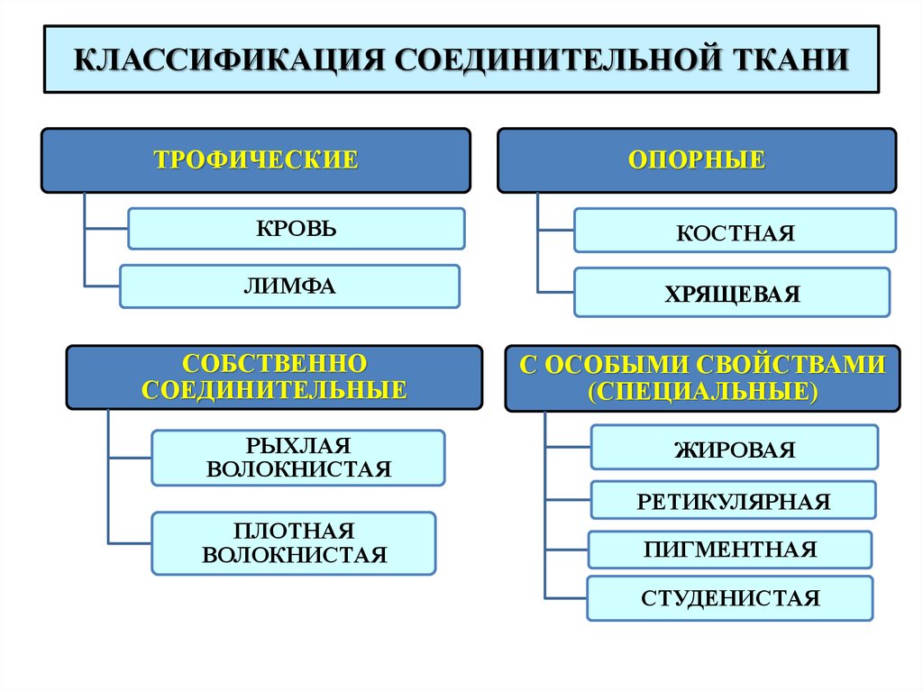 Соединительная ткань схема