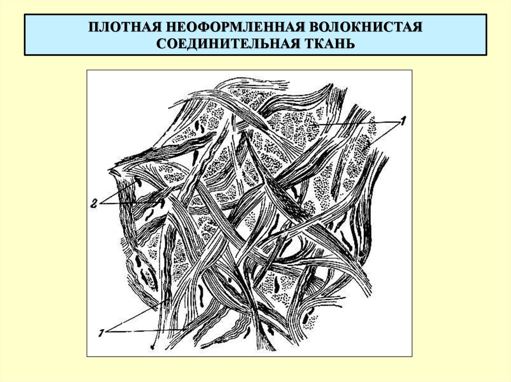 Волокнистая соединительная ткань картинки