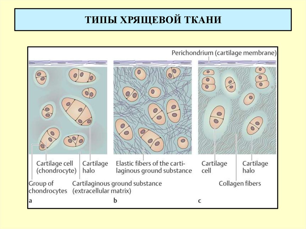 Тип ткани 3. Схема строения хрящевой ткани виды. Хрящевая ткань схема. 3 Разновидности хрящевой ткани. Тип ткани хряща.