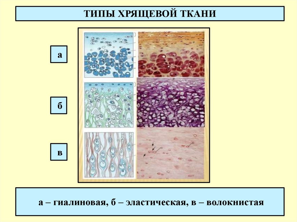 Хрящевая ткань презентация