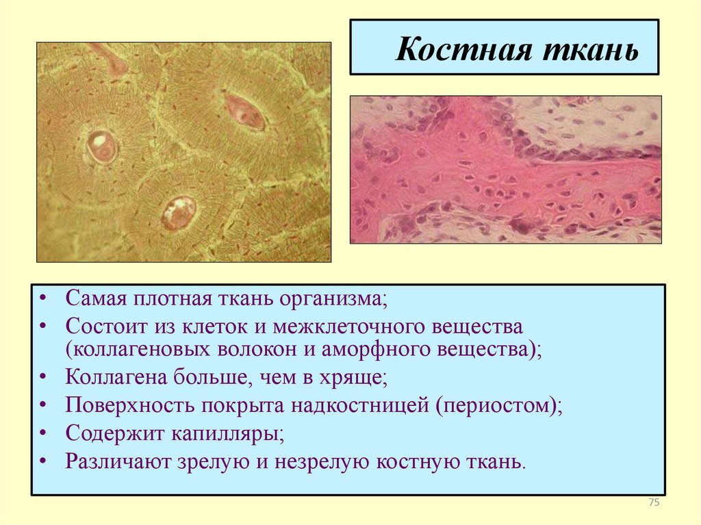 Вещество костной ткани. Расположение костной ткани. Плотная ткань организма. Костная ткань презентация. Костная ткань состоит из межклеточного вещества и.