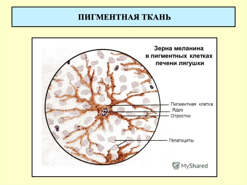 На рисунке пигментного эпителия сетчатки изображены гранулы меланина расположенные