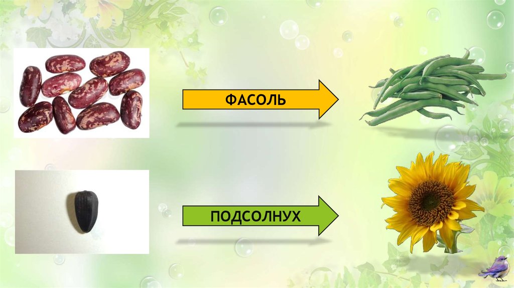Картинки для презентации семена