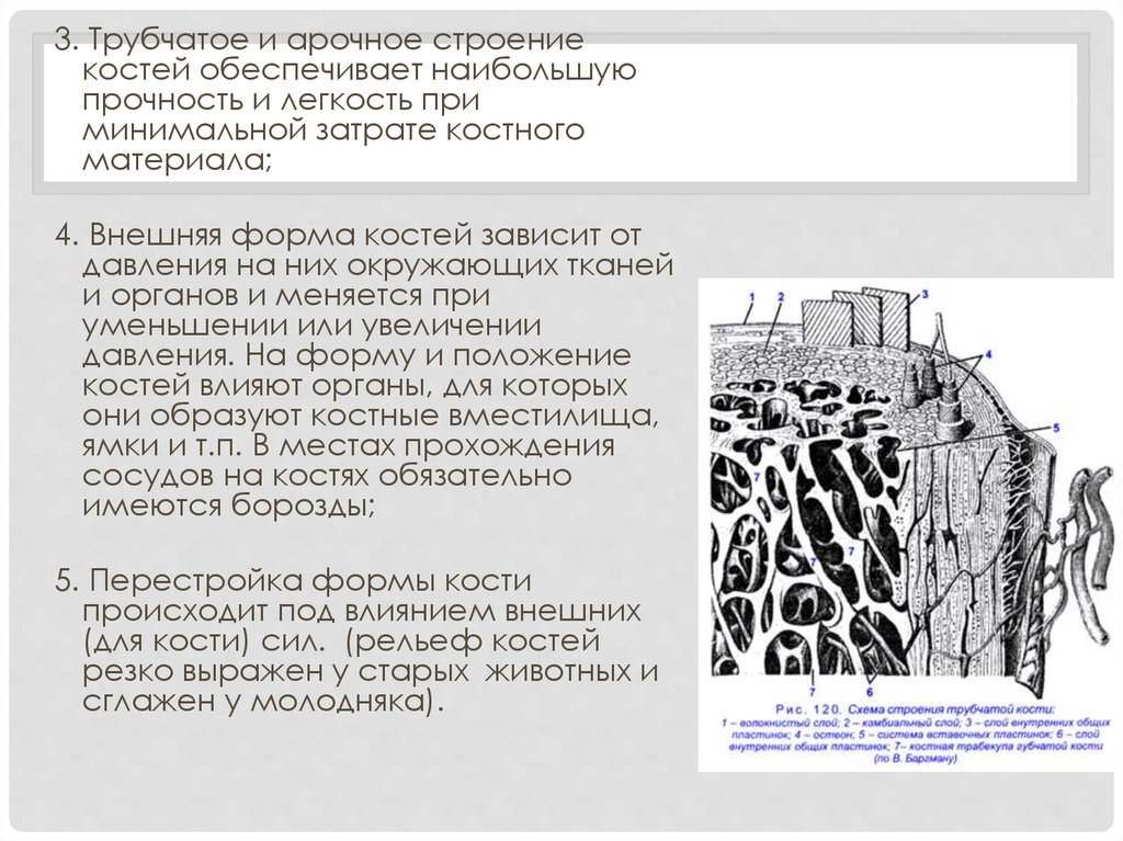 Кости обеспечивают. Арочное строение кости. Трубчатое строение костей обеспечивает. Схема строение дугообразный трубчатой кости. Прочность костей обеспечивается.