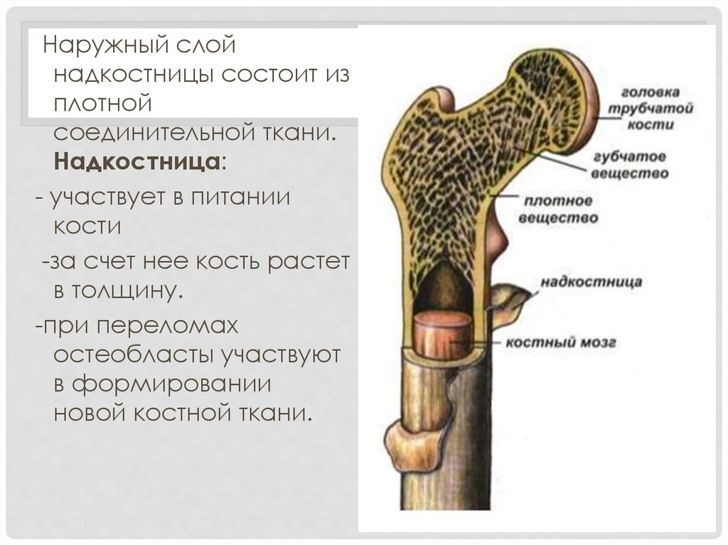 Особенность строения надкостницы какую функцию она выполняет. Строение кости надкостница кость. Надкостница анатомия человека. Ростковый слой надкостницы. Надкостница строение и функции.