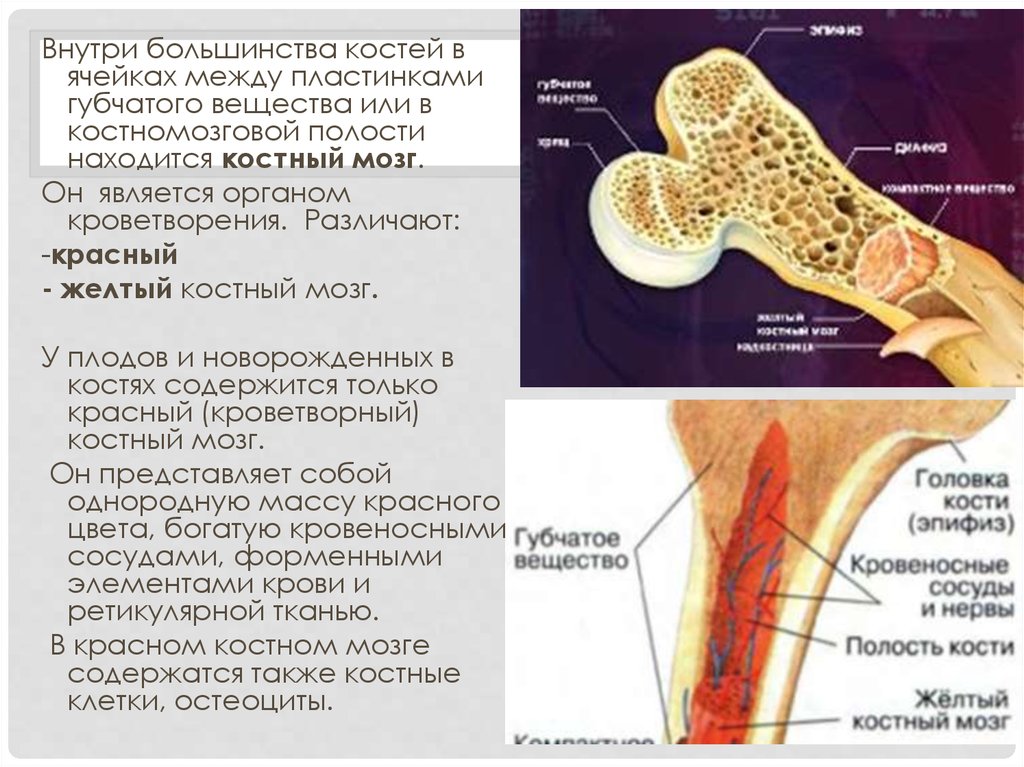 Губчатое вещество кости функции. Красный костный мозг в ячейках губчатого вещества. Красный костный мозг в губчатом веществе костей. Желтый костный мозг в губчатых костях. Губчатое вещество с красным костным мозгом.