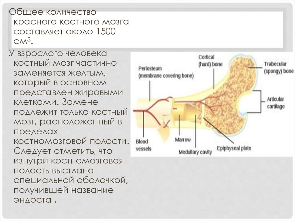 Фиброз костного мозга. Красный костный мозг анатомия. Сколько костного мозга в человеке. Желтый костный мозг функции.