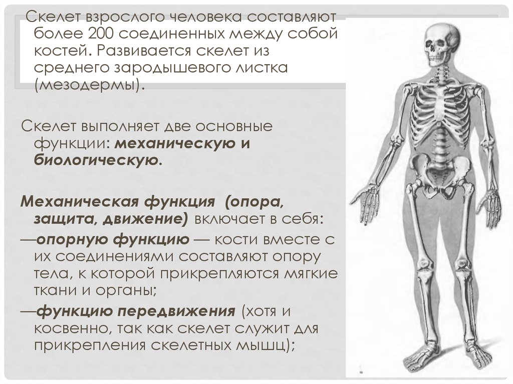 Скелет взрослого человека. В скелете взрослого человека более костей.